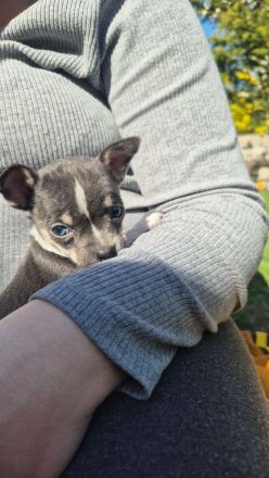 Reinrassige Chihuahuawelpen Rüden &Hündin