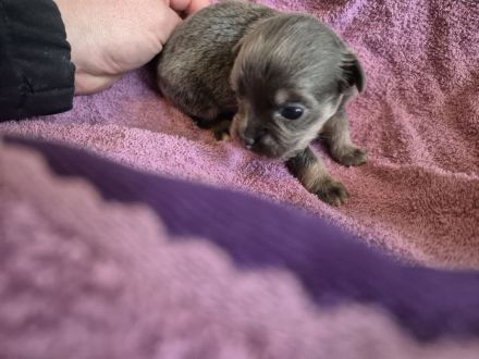 Reinrassige Chihuahuahündin Welpe