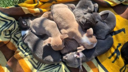 Reinrassige Chihuahuawelpen Rüden &Hündin