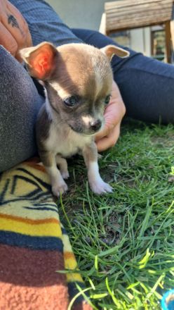 Reinrassige Chihuahuawelpen Rüden &Hündin