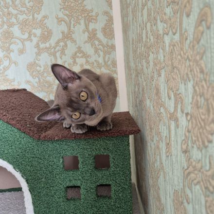 Burma Junge mit Stammbaum