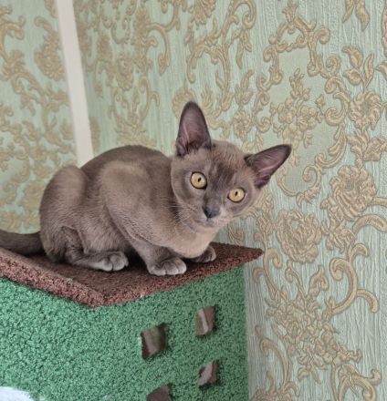 Burma Junge mit Stammbaum