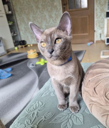 Burma Junge mit Stammbaum