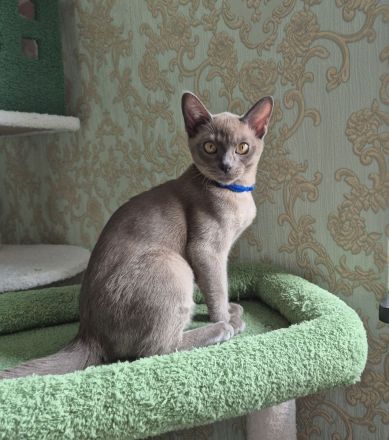 Burma Junge mit Stammbaum