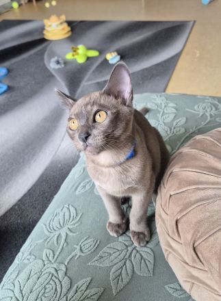 Burma Junge mit Stammbaum