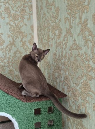 Burma Junge mit Stammbaum