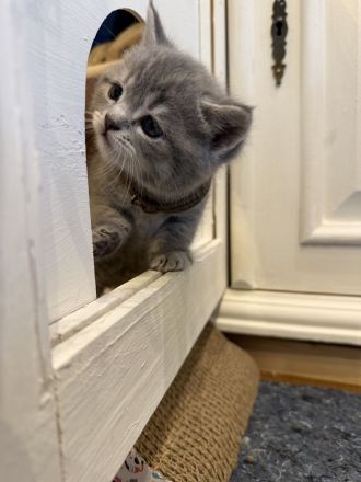 Wunderschöne BKH Kitten (nur noch 3 zuckersüße Kitten da)