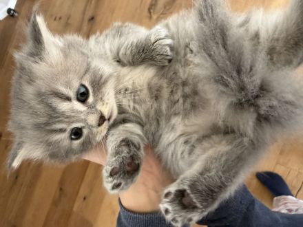 Wunderschöne BKH Kitten (nur noch 3 zuckersüße Kitten da)