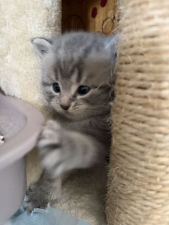 Wunderschöne BKH Kitten (nur noch 3 zuckersüße Kitten da)