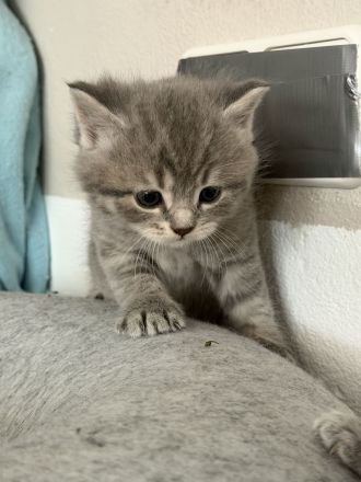 Wunderschöne BKH Kitten (nur noch 3 zuckersüße Kitten da)