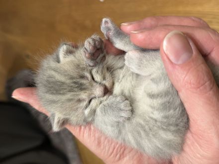 Wunderschöne BKH Kitten (nur noch 3 zuckersüße Kitten da)
