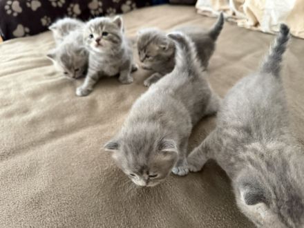 Wunderschöne BKH Kitten (nur noch 3 zuckersüße Kitten da)