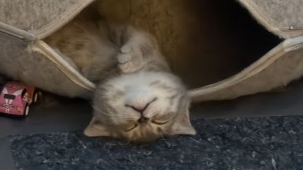 Wunderschöne BKH Kitten (nur noch 3 zuckersüße Kitten da)