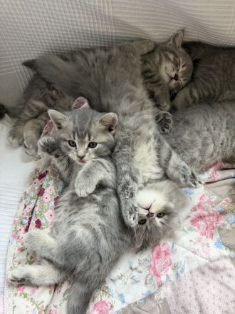 Wunderschöne BKH Kitten (nur noch 3 zuckersüße Kitten da)