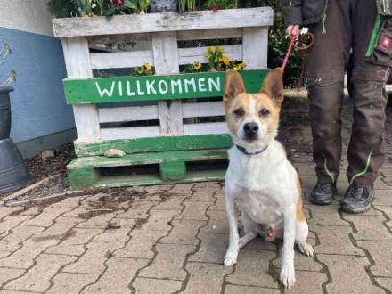 Benny, Mischling, geb. 2026, sucht erfahrene Besitzer