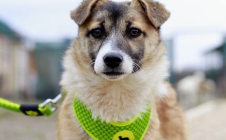 Hundekind Nialla hofft auf ihre große Chance