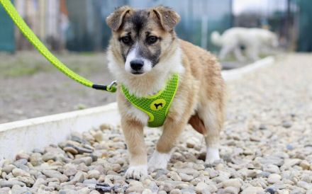 Hundekind Nialla hofft auf ihre große Chance