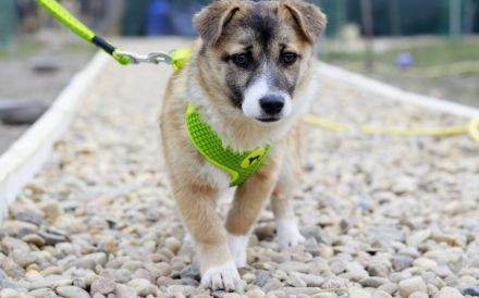 Hundekind Nialla hofft auf ihre große Chance