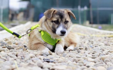 Hundekind Nialla hofft auf ihre große Chance