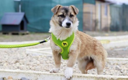 Hundekind Nialla hofft auf ihre große Chance