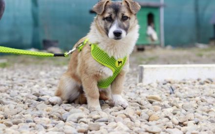 Hundekind Nialla hofft auf ihre große Chance