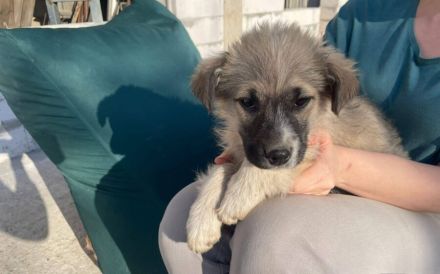 Flauschige Hatschipuh sucht ihren Heimathafen