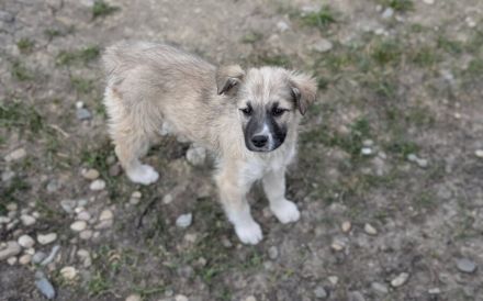 Flauschige Hatschipuh sucht ihren Heimathafen