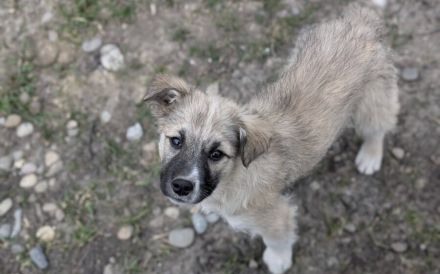 Flauschige Hatschipuh sucht ihren Heimathafen