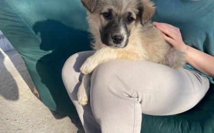 Flauschige Hatschipuh sucht ihren Heimathafen