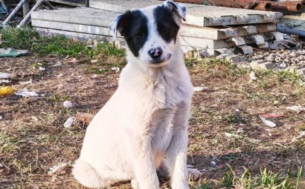 Clemens sucht dringend sein eigenes Zuhause