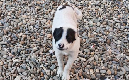 Clemens sucht dringend sein eigenes Zuhause