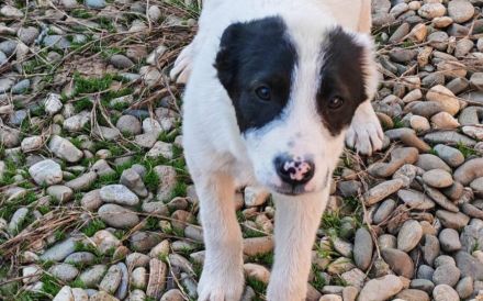 Clemens sucht dringend sein eigenes Zuhause