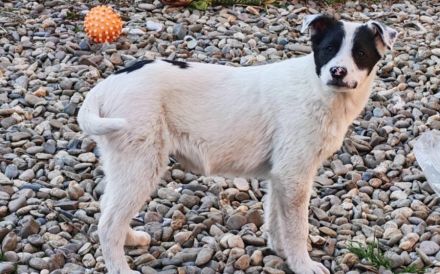 Clemens sucht dringend sein eigenes Zuhause