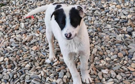 Clemens sucht dringend sein eigenes Zuhause