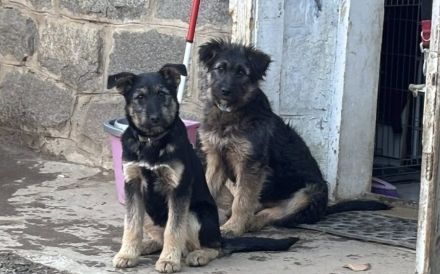 Miss Marple wartet auf ihr Zuhause