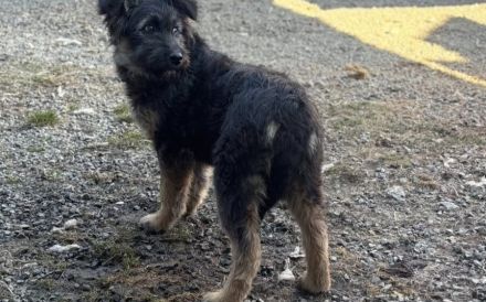 Jungspund Kessie auf der Suche