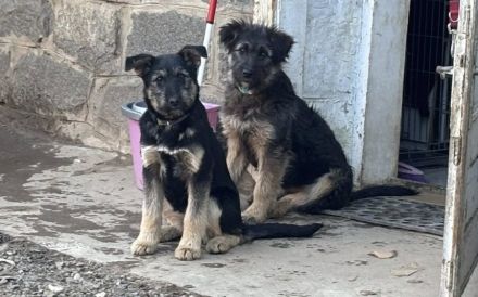 Jungspund Kessie auf der Suche