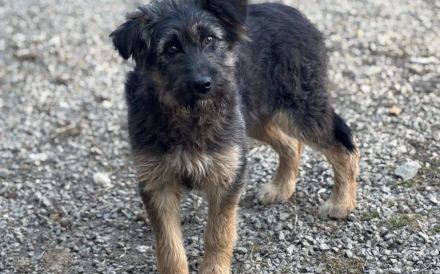 Jungspund Kessie auf der Suche