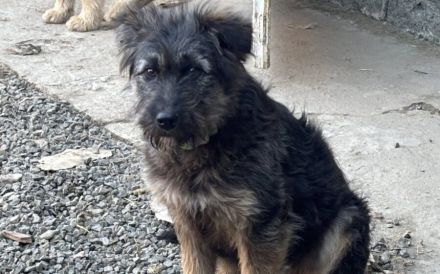 Jungspund Kessie auf der Suche