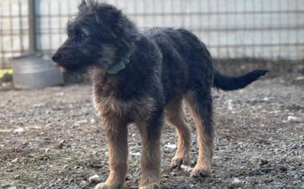 Jungspund Kessie auf der Suche