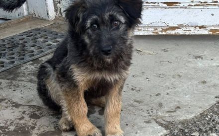 Jungspund Kessie auf der Suche