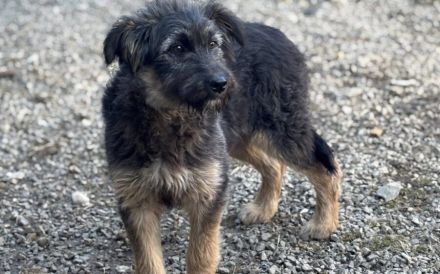 Jungspund Kessie auf der Suche