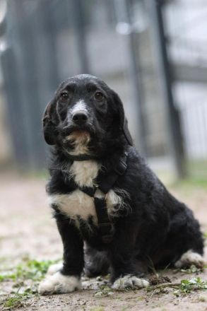 Yasko sucht liebevolle Familie....