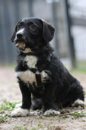 Yasko sucht liebevolle Familie....