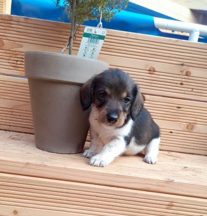 Süße Rauhaardackel-Welpen suchen ein liebevolles Zuhause