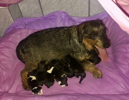 Süße Rauhaardackel-Welpen suchen ein liebevolles Zuhause