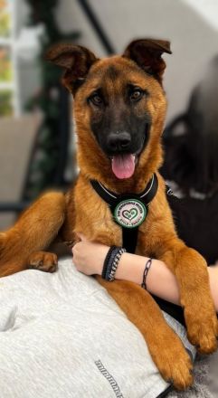 Pumuckel möchte sein Herz verschenken...