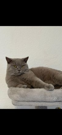 Deckkater Britisch Kurzhaar Lilac - Coco