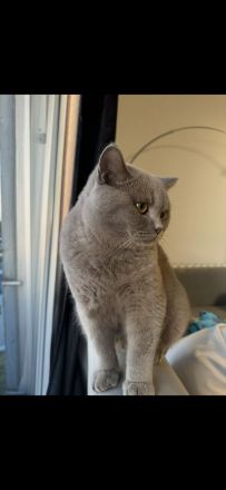 Deckkater Britisch Kurzhaar Lilac - Coco