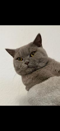 Deckkater Britisch Kurzhaar Lilac - Coco